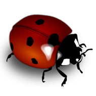 Ladybug
